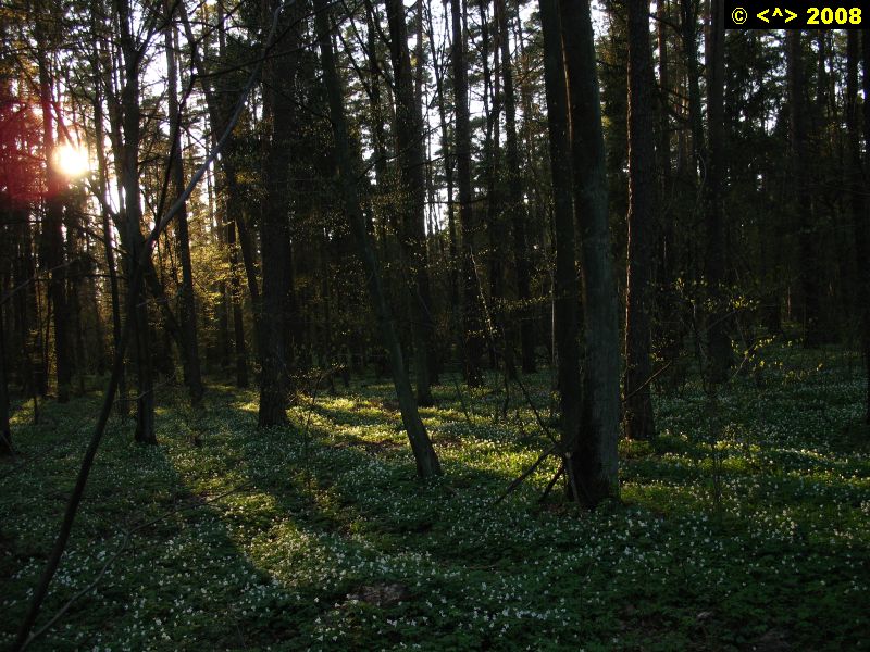 P0000136.jpg