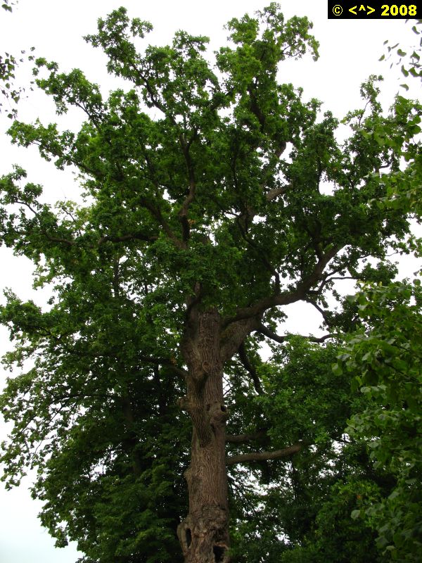 P0000250.jpg