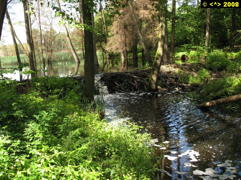 P0000264.jpg