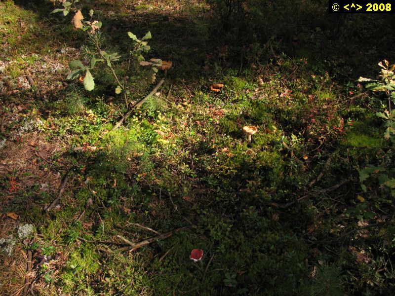 P0000356.jpg