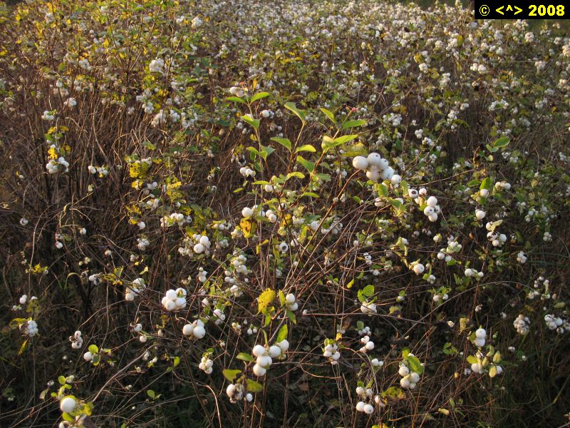 P0000373.jpg