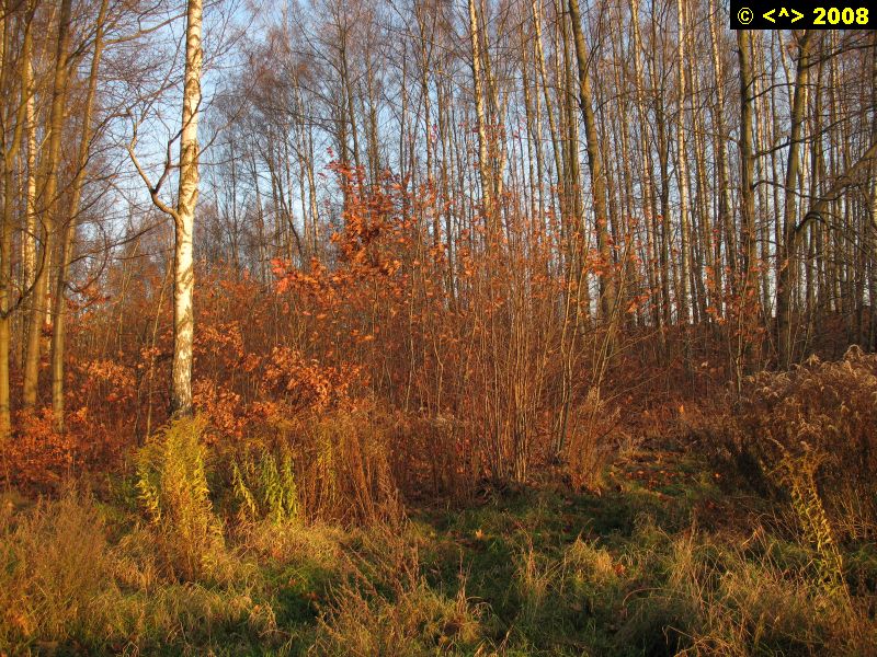 P0000375.jpg